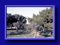 Thumbnail Dome of the Rock through trees